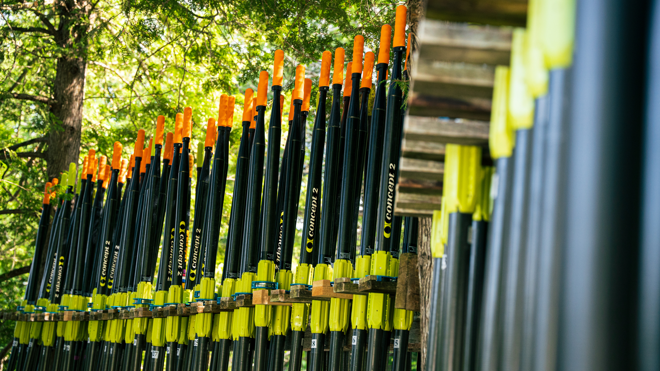 A line of Concept2 Sculls, shown in a tree setting