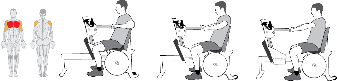 Muscles used during the chest press