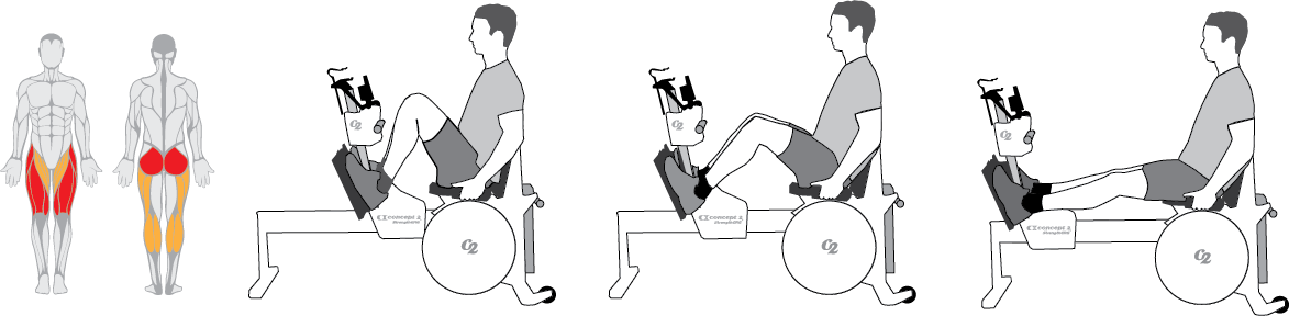 Muscles used during the Leg Press