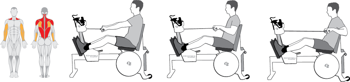 Muscles used in the Seated Row